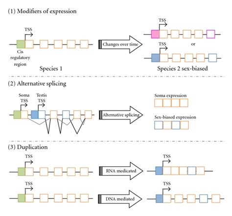 Sex Biased Expression Can Be Acquired In Three Different Ways