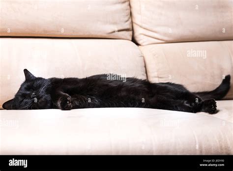 Black cat sleeping Stock Photo - Alamy