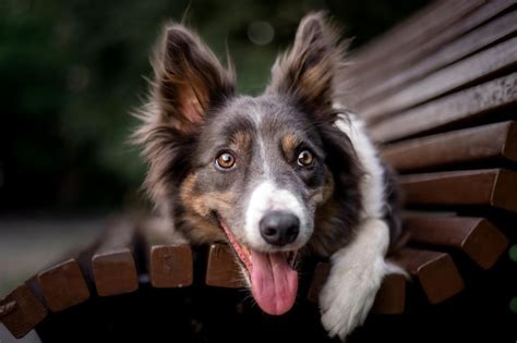 Premium Photo | Border collie dog