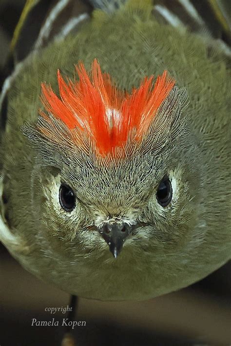 Ruby Crowned Kinglet At Frances Slocum State Park Penn Pamela