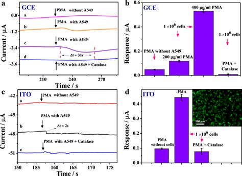 A Amperometric Responses Of Cu Hemin MOFs 3D RGO GCE To The Addition Of