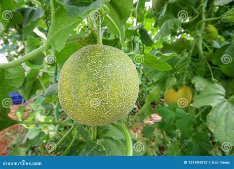 Melon Or Cantaloupe Melons Growing In Supported By String Melon Nets