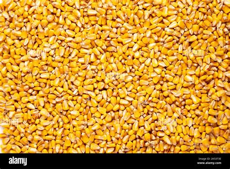 Dry Corn Grains Background Captired From Above Top View Stock Photo