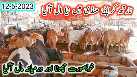 North Karachi 11 D Cow Mandi Cattle Rates Update Karachi Ki Sab Se