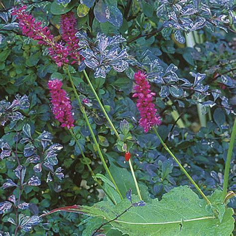 Mountain Fleece Finegardening