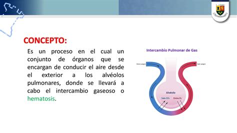 PROCESO DE LA RESPIRACIÓN EN ANIMALES VERTEBRADOS E INVERTEBRADOS PPT