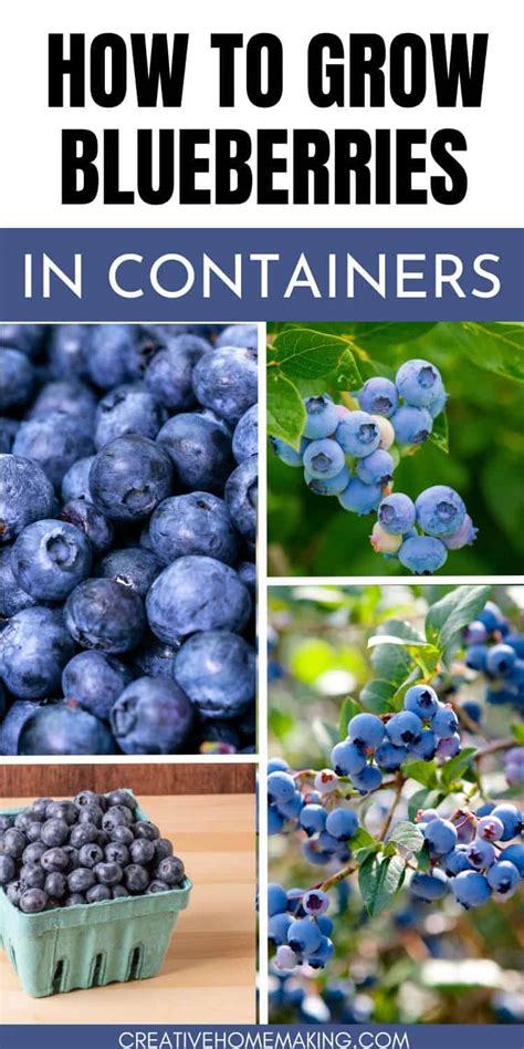 How To Grow Blueberries In Pots Creative Homemaking