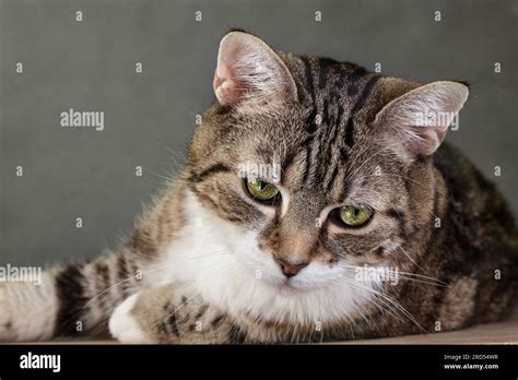 Studio Portrait of a Tricolour Domestic Cat Stock Photo - Alamy