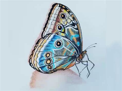 How To Draw A Still Butterfly With Colored Pencils Adaxi Arts