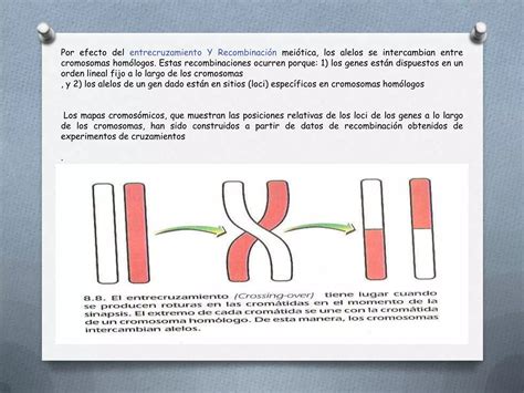 Teoria Cromosomica De La Herencia Noveno PPT