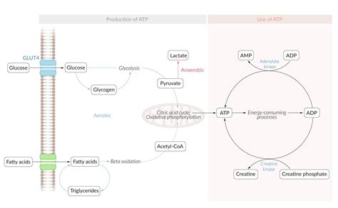 Oxidative Phosphorylation Cycle