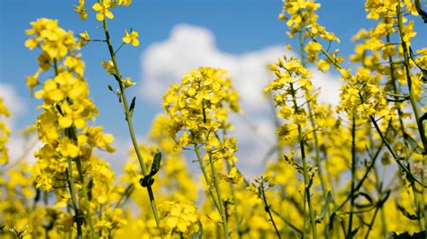 What Is Rape Seed Uses Benefits And Cultivation Indian Seeds