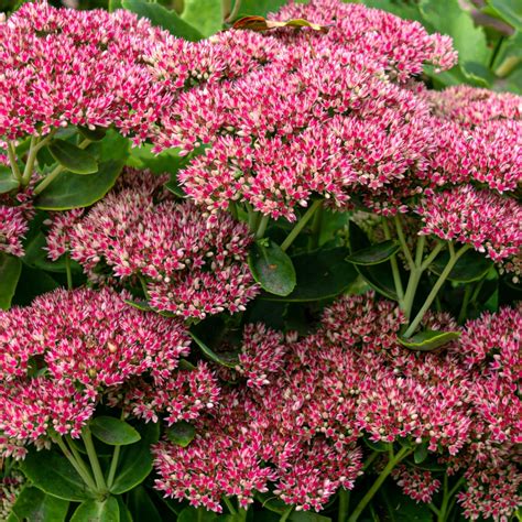 The Best Fall Blooming Perennials To Plant For Big Autumn Color!