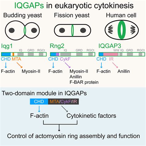 Unraveling The Mechanisms And Evolution Of A Two Domain Module In Iqgap