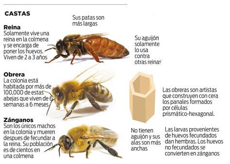 La Reina De Mi Colmena ¿por Que Las Abejas Alimentadas Con Jalea Real