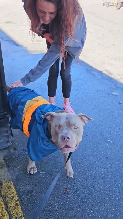 Nova Was Getting All The Love At Home Depot 🐕🐾 ️americanbullybreed