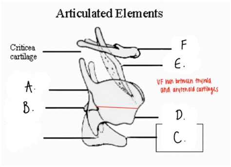 Laryngeal Anatomy Cartilages Bones Membranes And Ligaments