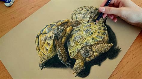 Pencil Realistic Tortoise Drawing - Ondepode Wallpaper