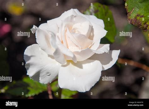 White Rose Flower Stock Photo - Alamy