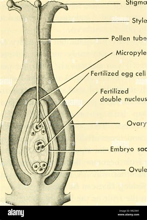 . Adventures with animals and plants. Biology. PROBLEM 3. Hom^ Cojnplex ...