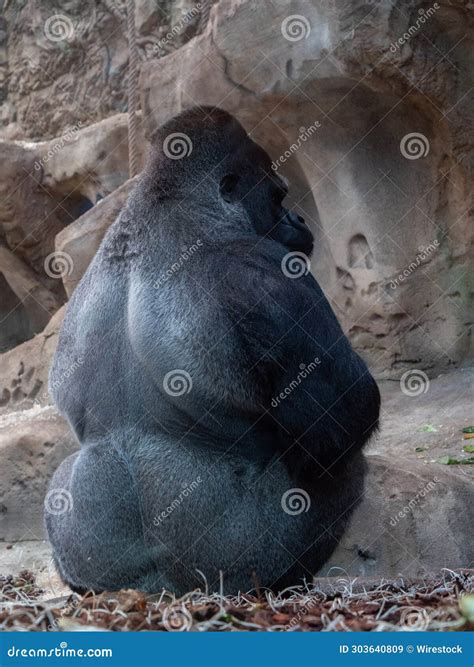 Close-up Shot of an Adult Silverback Gorilla in Its Natural Habitat at ...