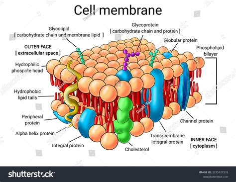 Science Biology Cytology Study Cell Membrane Stock Illustration 2235727231 | Shutterstock