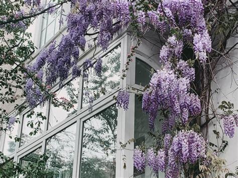 How, When, and Where to Take Cuttings for Wisteria Propagation - RootingForBlooms.com