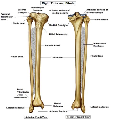 Boney Markings Of The Tibia And Fibula Diagram Quizlet