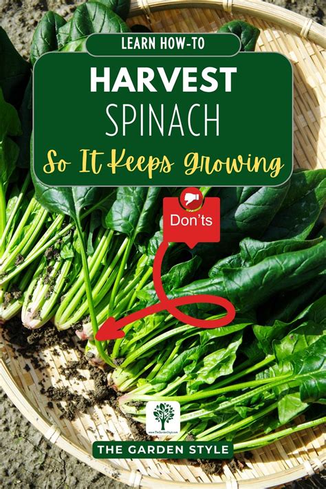 How To Harvest Spinach Without Killing The Plant Artofit