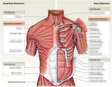 Anterior Thoracic And Abdomen Diagram Quizlet