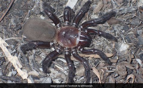 New Species Of Rare Gigantic Trapdoor Spider Found In Australia Pics