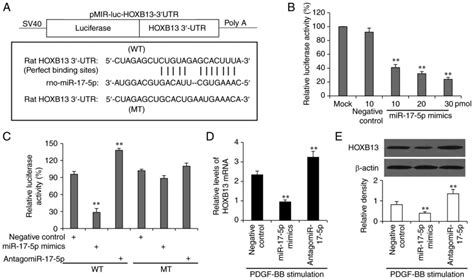 A Microrna P Homeobox B Axis Participates In The Phenotypic