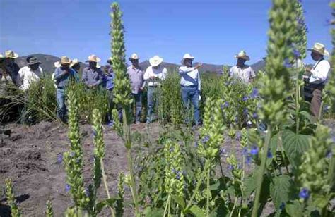 Cultivo de chía opción productiva con mercado potencial de 2 8 mmdp al