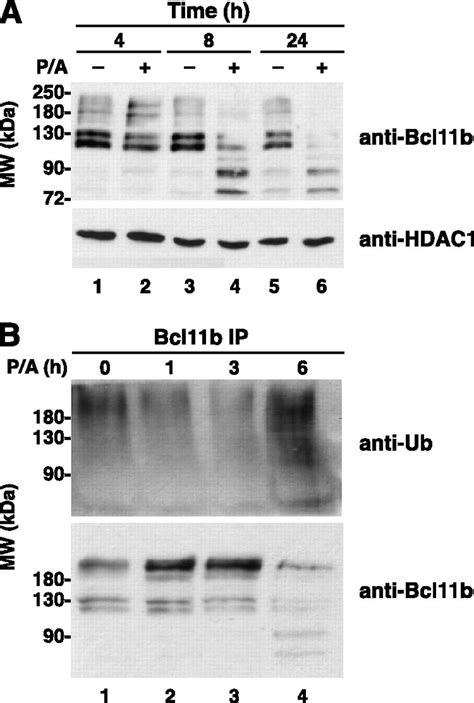 Coordinated Regulation Of Transcription Factor Bcl11b Activity In