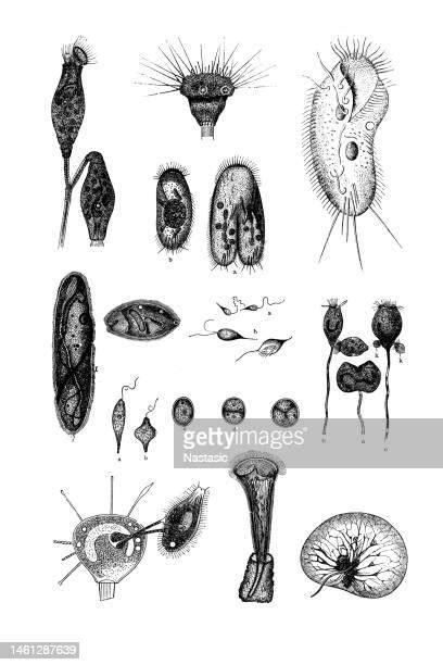 Entamoeba Histolytica Drawing Photos And Premium High Res Pictures Getty Images