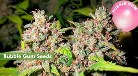 Where to Buy the Best Bubble Gum Seeds Online - 10Buds