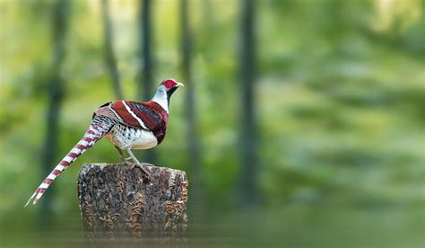 Types Of Pheasants Farmhouse Guide