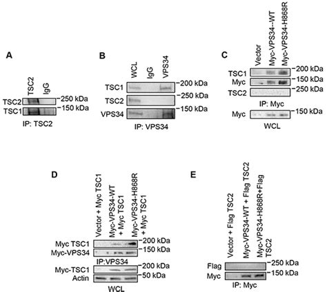 Vps34 Regulates Tsc1 Tsc2 Heterodimer To Mediate Rheb And Mtorc1 S6k1