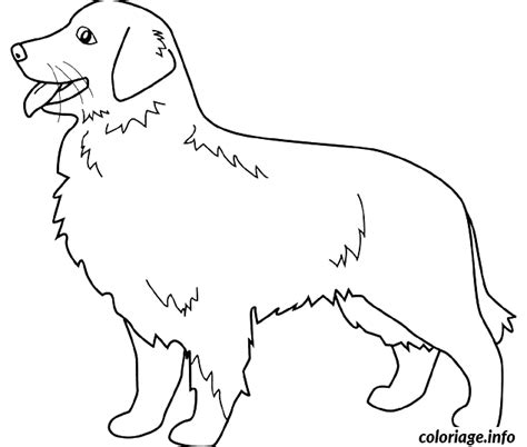 Coloriage Dessin Chien Golden Retriever Jecolorie