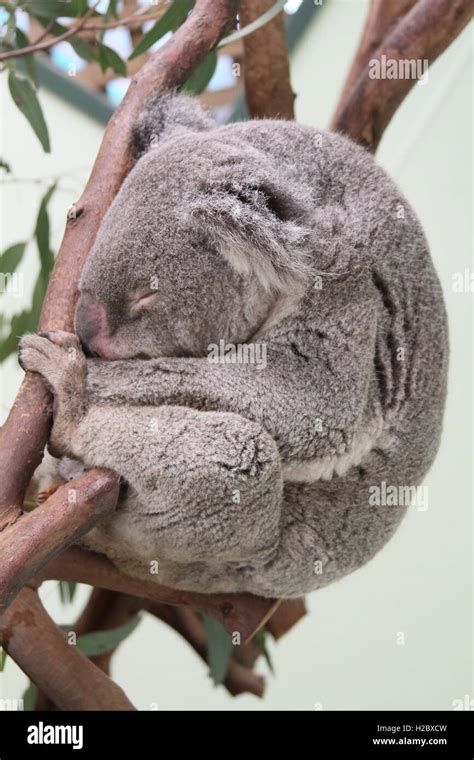 Sleeping Koala Bear Stock Photo Alamy