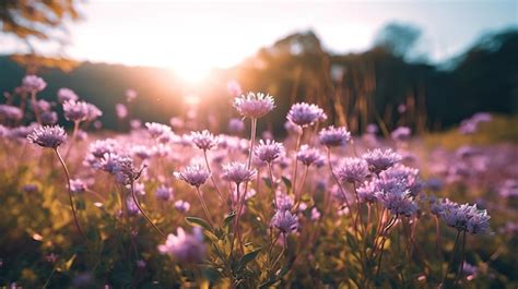 Un Campo De Flores Moradas Con El Sol De Fondo Foto Premium