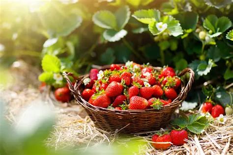 45,628+ Strawberry Farm Pictures | Download Free Images on Unsplash