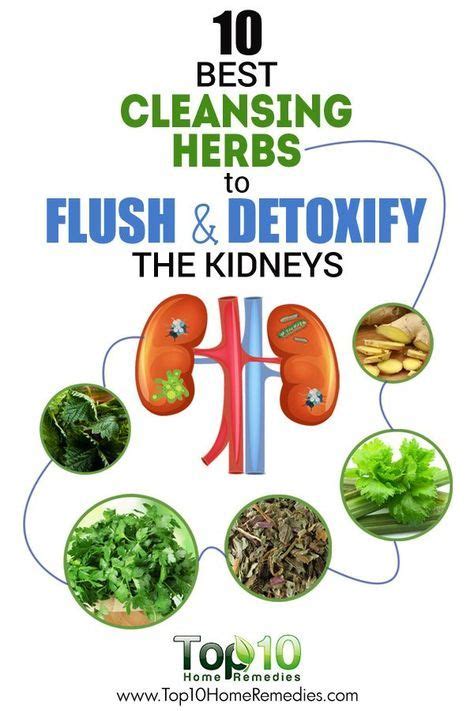 Top 10 Super Herbs To Cleanse Your Kidneys Kidneycleanse 10 Best Herbs