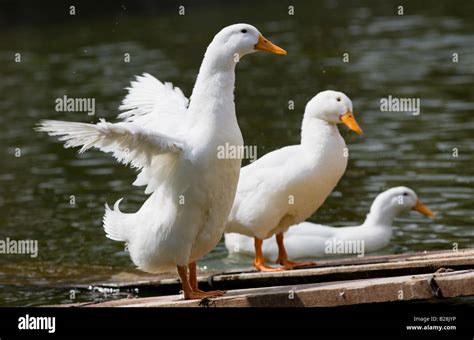 Peking ducks in Beijing China Peking duck is a speciality food that is ...