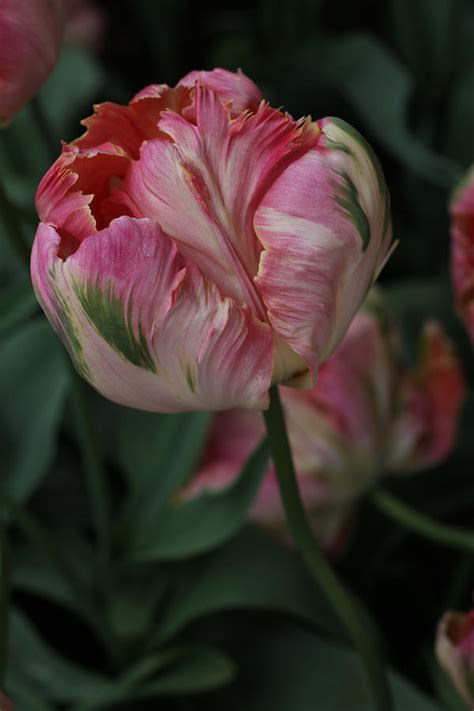 Green Wave Parrot Tulip Photograph By Tammy Pool Fine Art America