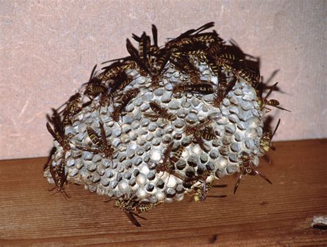 Largest Hornet Nest Paper