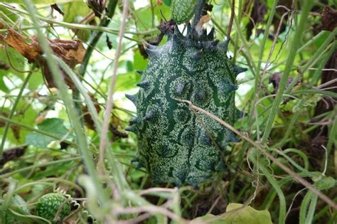 Premium Photo Growing Kiwano In The Backyard Garden Fruit Of African