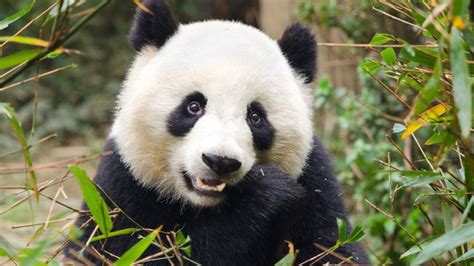 D A Del Oso Panda Cu Ntas Especies Existen En El Mundo