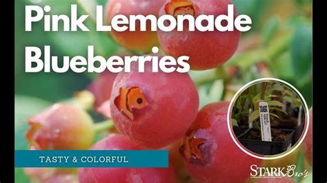 Pink Lemonade Blueberry Check Out This Popular Plant Youtube