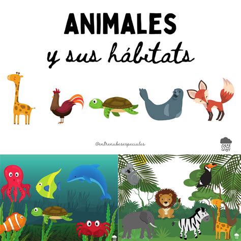 Animales Y Sus HÁbitats Para Clasificar